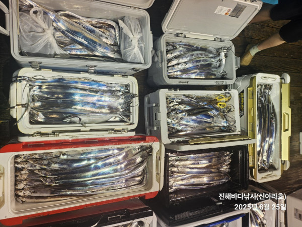 바다꾼낚시(신아라호)_사진_20250825_4.jpg