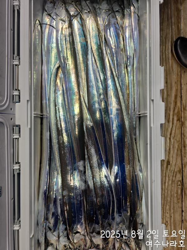 ♠여수나라호♠ 갈치 문어 참돔(타이라바), 쭈꾸미 갑오징어 선상낚시 생활낚시_사진_20250804_9.jpg