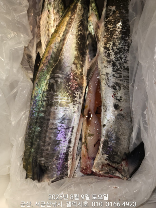 군산 선상낚시, 바다낚시 출조 전문 ☆서군산낚시☆_사진_20250809_15.jpg