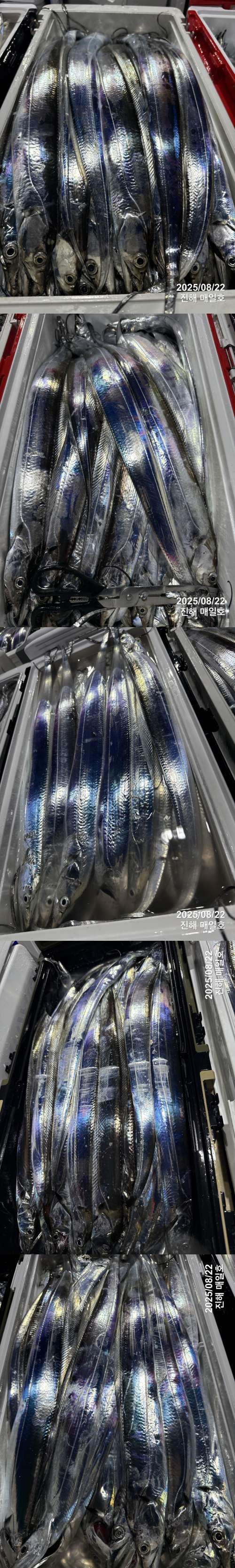 갈치3.jpg