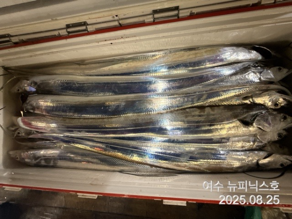 8월25일갈치 (13).jpg