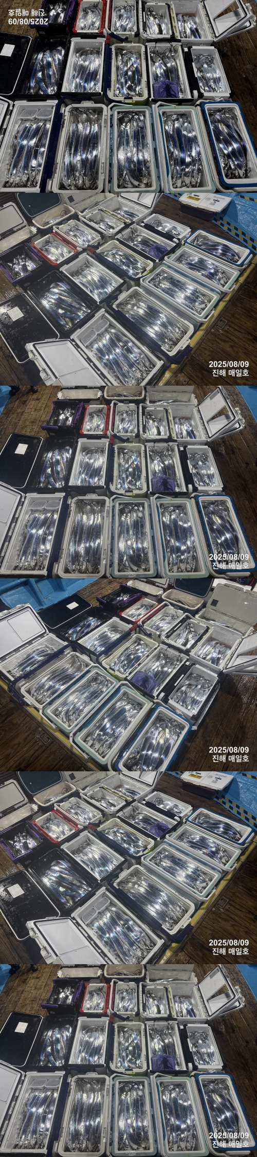 갈치3.jpg