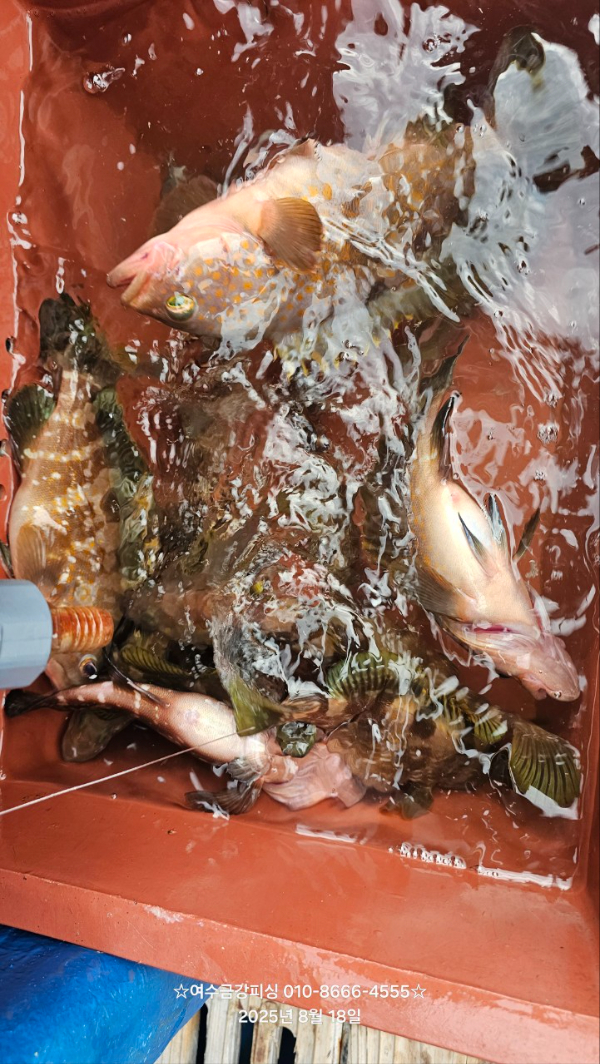 여수금강피싱_사진_20250818_21.jpg
