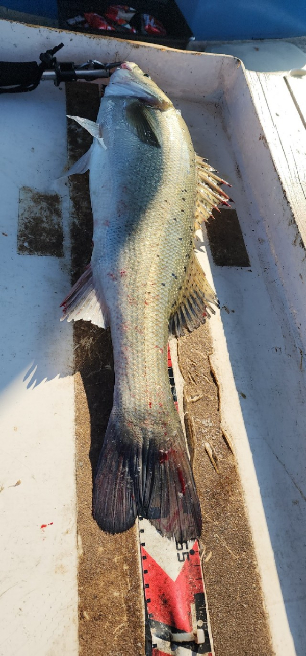 예지퀸호 농어외수질&어초낚시 경기인천권_사진_20250730_11.jpg