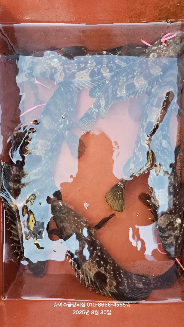 여수금강피싱_사진_20250830_6.jpg