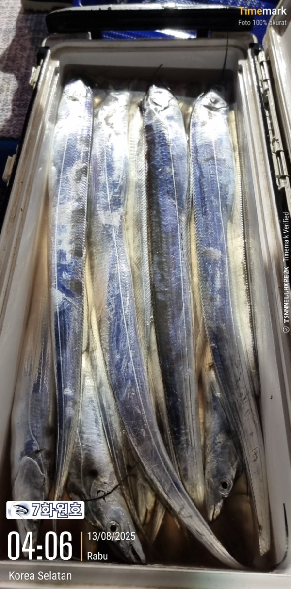 제주갈치낚시 화원호_사진_20250813_10.jpg