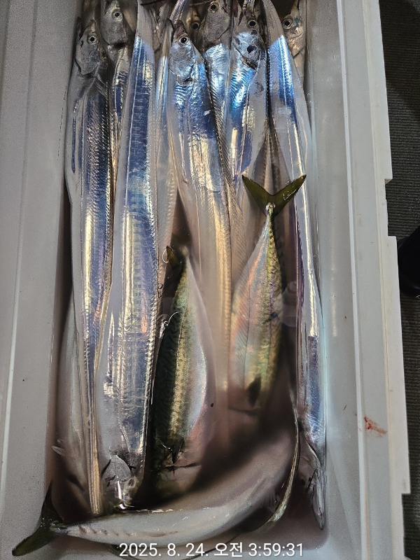 제주선상낚시피닉스호_사진_20250824_7.jpg