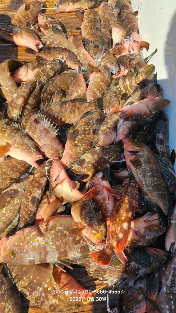 여수금강피싱_사진_20250830_1.jpg