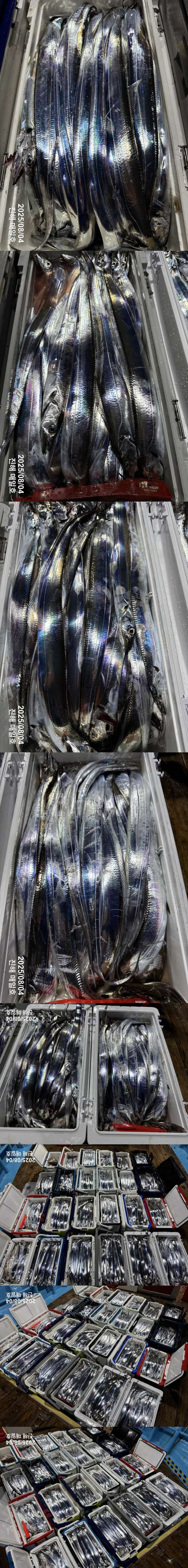 갈치3.jpg