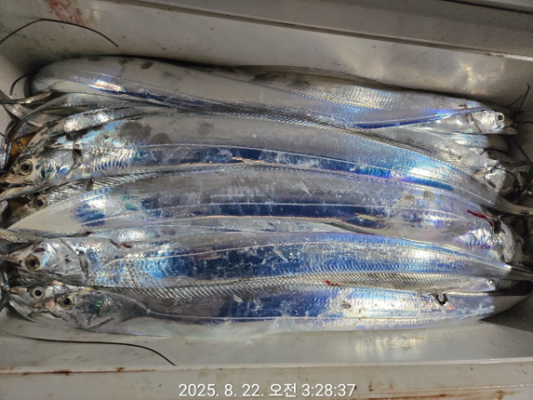 제주선상낚시피닉스호_사진_20250822_7.jpg