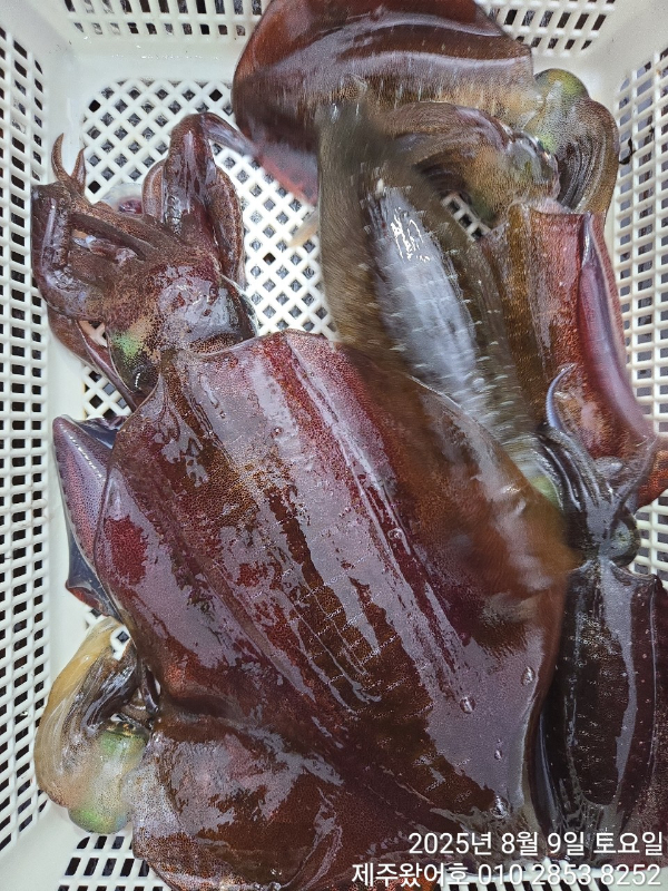 제주왔어호_사진_20250810_13.jpg