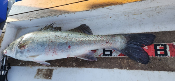 예지퀸호 농어외수질&어초낚시 경기인천권_사진_20250730_7.jpg