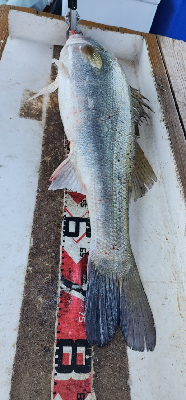 예지퀸호 농어외수질&어초낚시 경기인천권_사진_20250730_13.jpg