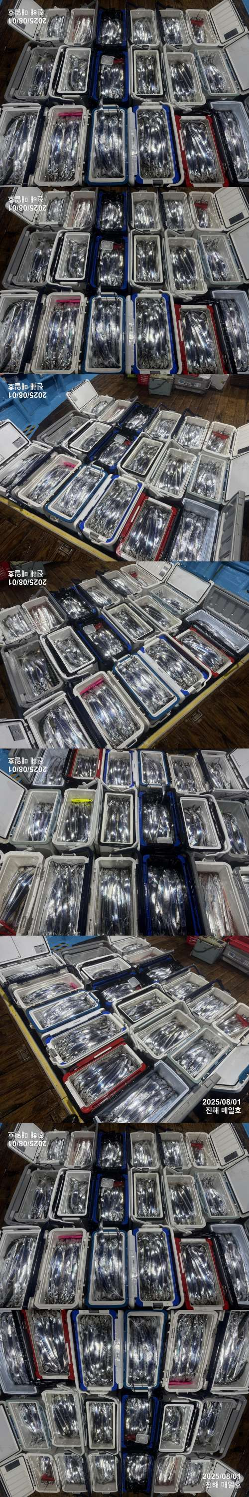 갈치3.jpg