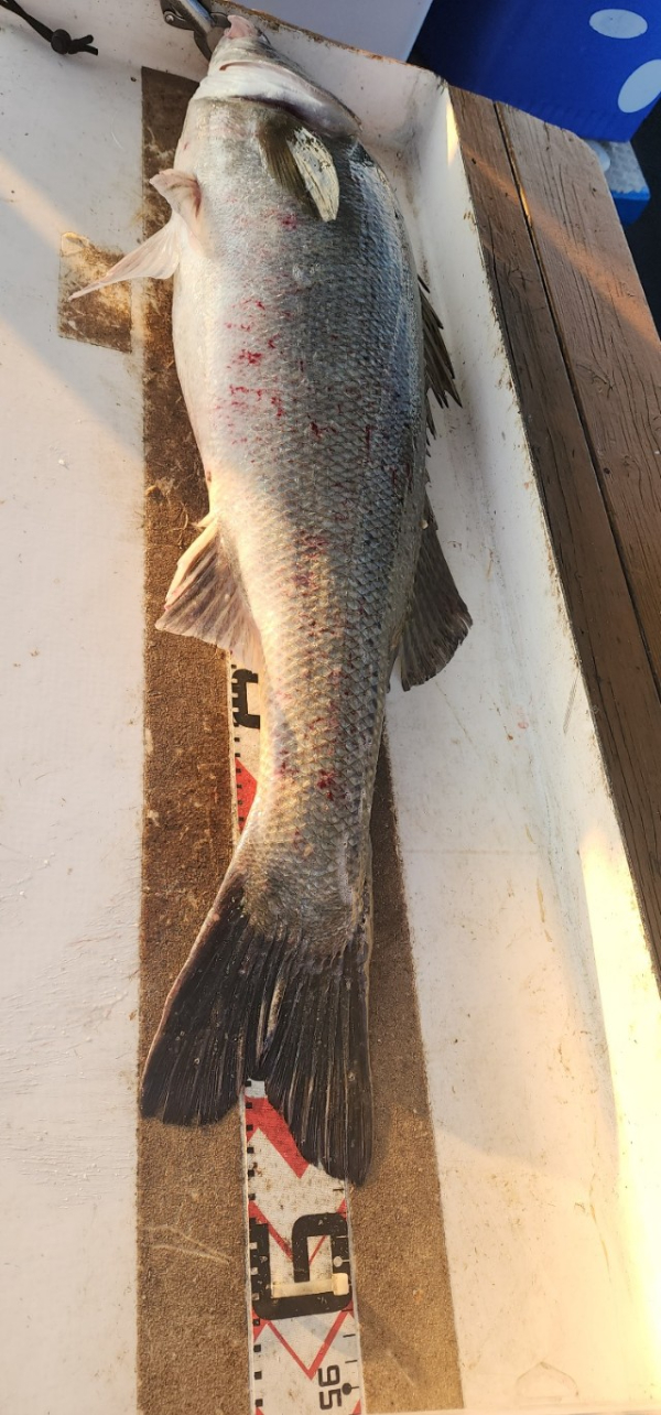 예지퀸호 농어외수질&어초낚시 경기인천권_사진_20250730_2.jpg