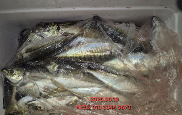 KakaoTalk_20250820_054539549.jpg