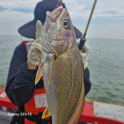 인천쭈꾸미낚시 (6).jpg