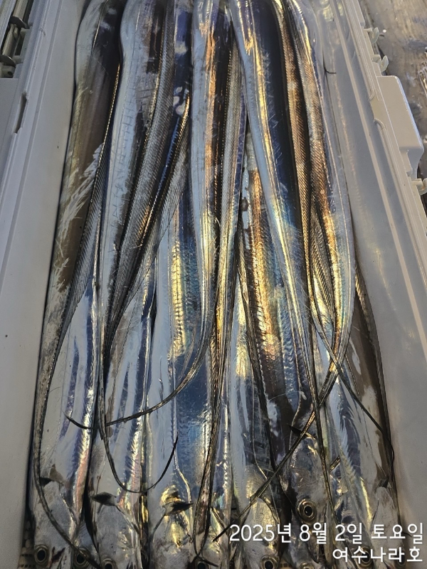 ♠여수나라호♠ 갈치 문어 참돔(타이라바), 쭈꾸미 갑오징어 선상낚시 생활낚시_사진_20250804_16.jpg