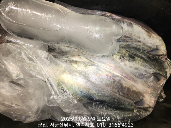 군산 선상낚시, 바다낚시 출조 전문 ☆서군산낚시☆_사진_20250809_14.jpg