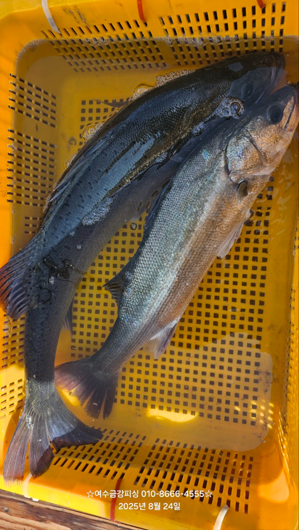 여수금강피싱_사진_20250824_21.jpg