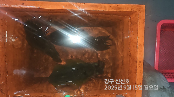 신신낚시 강구점 신신호_사진_20250915_7.jpg