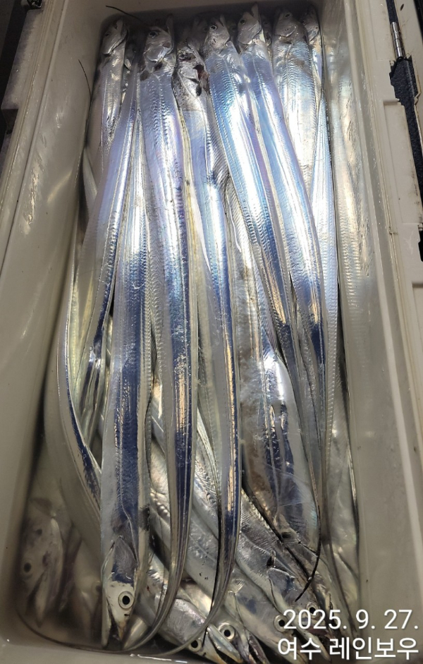 ♡여수레인보우♡갈치_열기_한치_갑오징어__사진_20250927_4.jpg