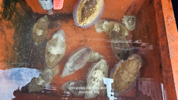 여수금강피싱_사진_20250930_18.jpg