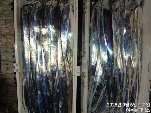 9월6일갈치 (53).jpg