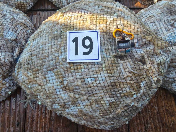 d5.jpg