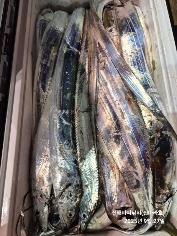 바다꾼낚시(신아라호)_사진_20250927_2.jpg