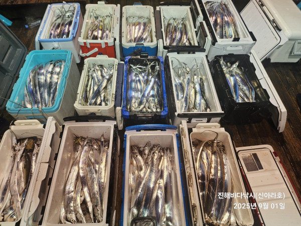 바다꾼낚시(신아라호)_사진_20250901_2.jpg