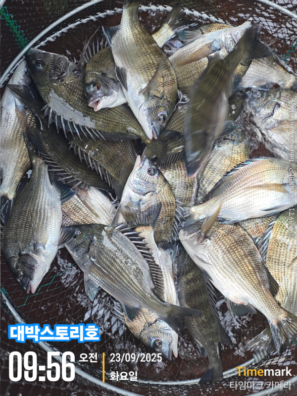 2025-09-23 09.56.50__(대박스토리호).jpg