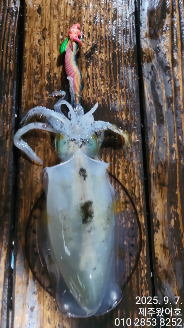 제주왔어호_사진_20250907_16.jpg