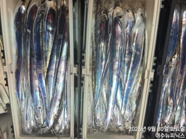 9월30일갈치 (9).jpg