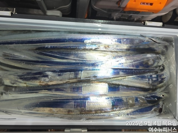 9월4일갈치 (6).jpg