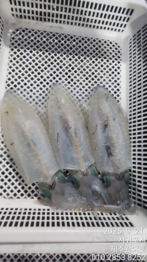 제주왔어호_사진_20250922_9.jpg