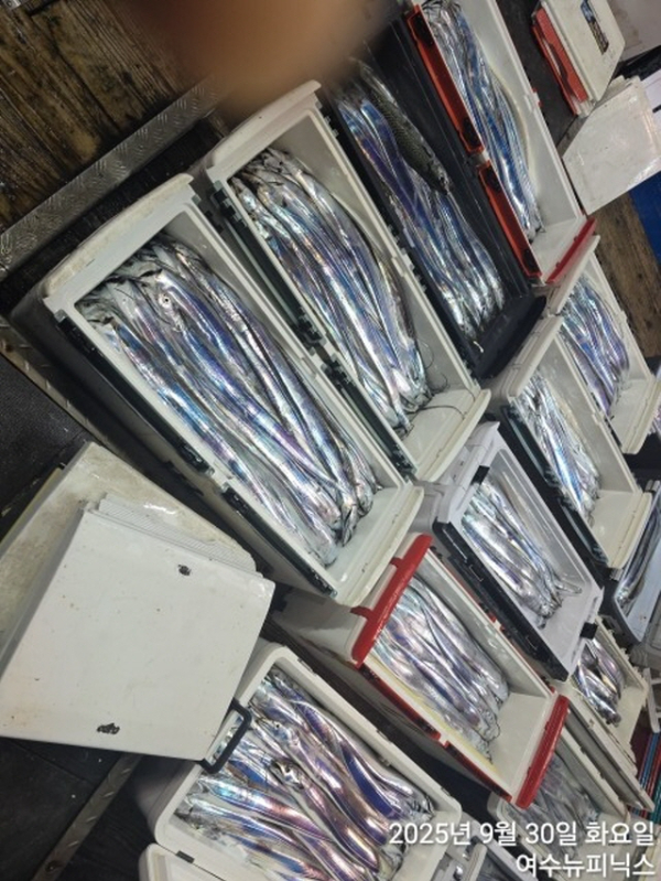 큰9월30일갈치 (10).jpg