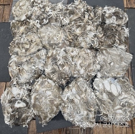 군산 선상낚시, 바다낚시 출조 전문 ☆서군산낚시☆_사진_20250907_3.jpg