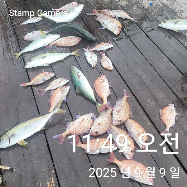 StampCamera20250909114912.jpg
