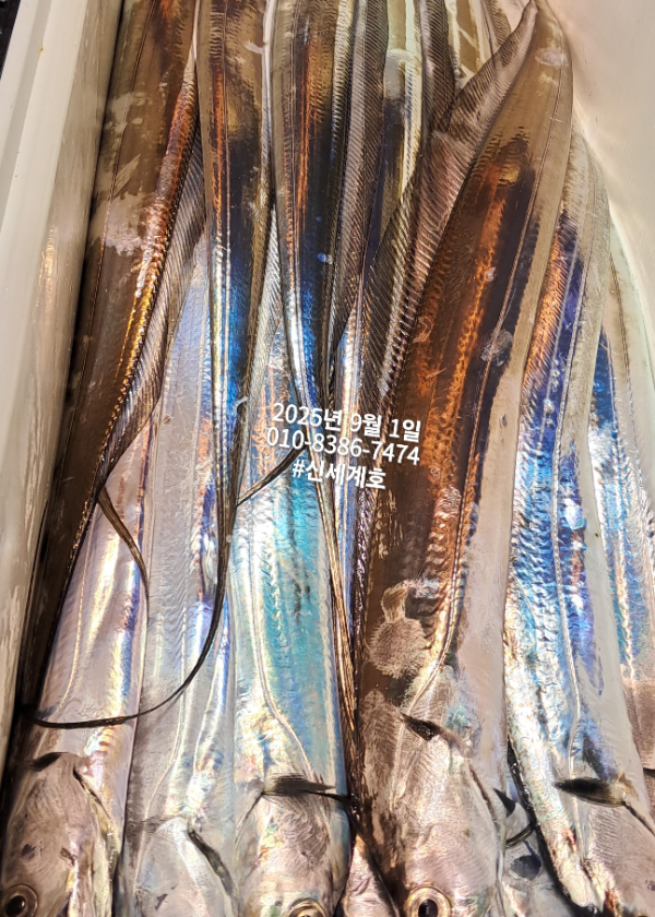 1756675943207.jpg
