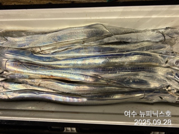 9월28일갈치 (1).jpg