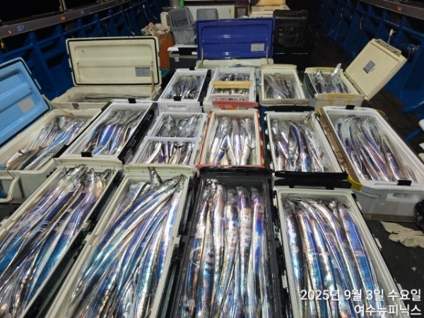 9월3일갈치 (2).jpg