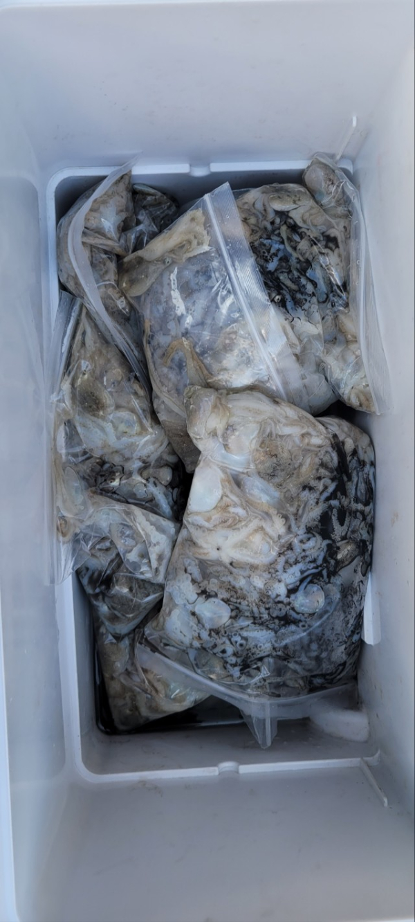 예지퀸호 농어외수질&어초낚시 경기인천권_사진_20250902_13.jpg