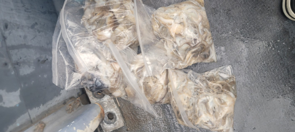 예지퀸호 농어외수질&어초낚시 경기인천권_사진_20250901_5.jpg