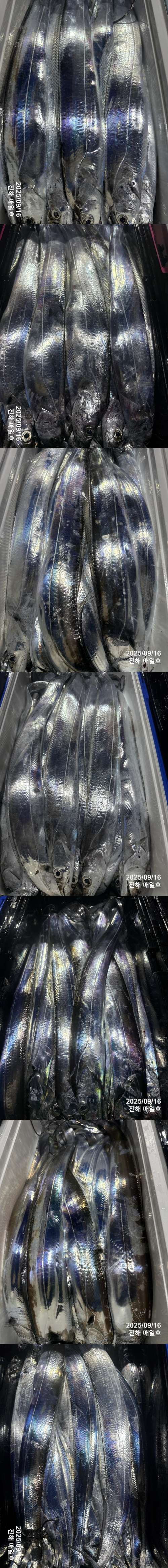 갈치2.jpg
