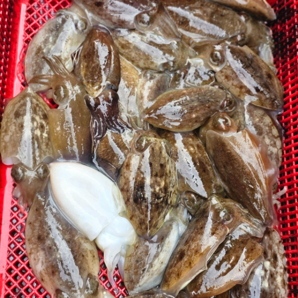 마검포 대한호(VIP)_사진_20250925_10.jpg