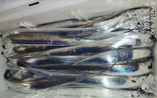 ♡여수레인보우♡갈치_열기_한치_갑오징어__사진_20250906_26.jpg