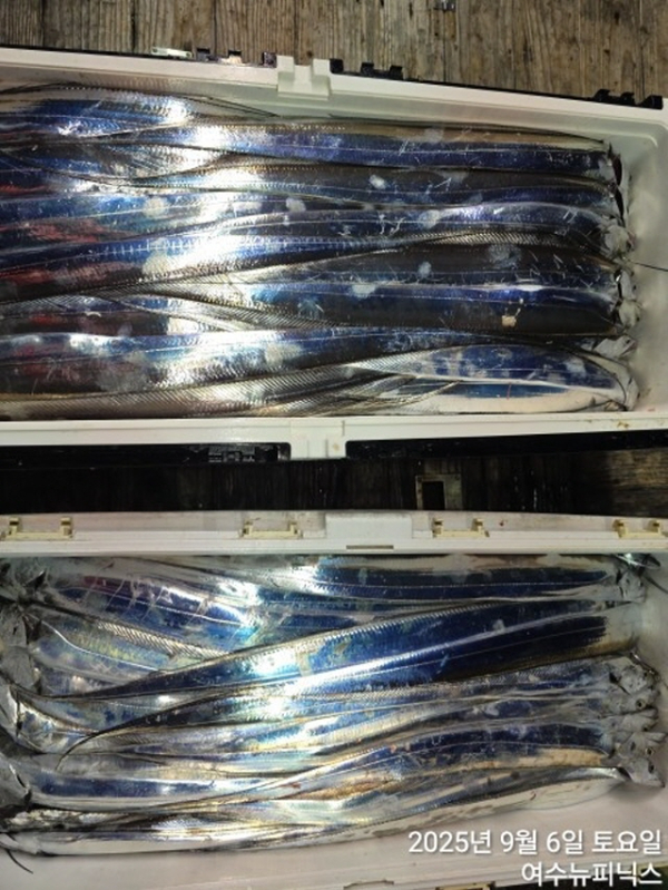 큰9월6일갈치 (54).jpg