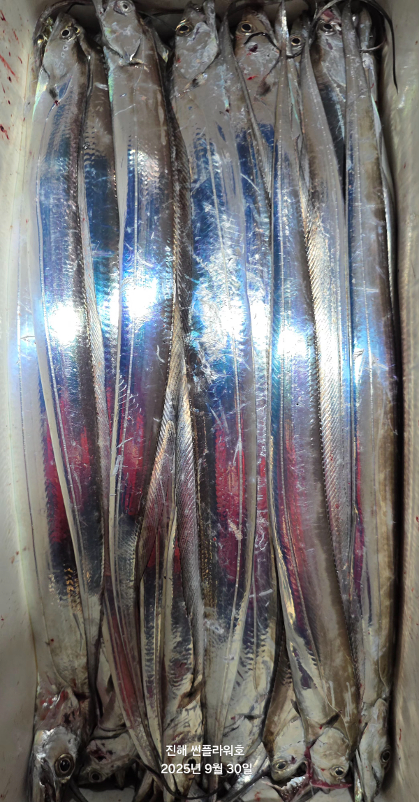 62275.jpg
