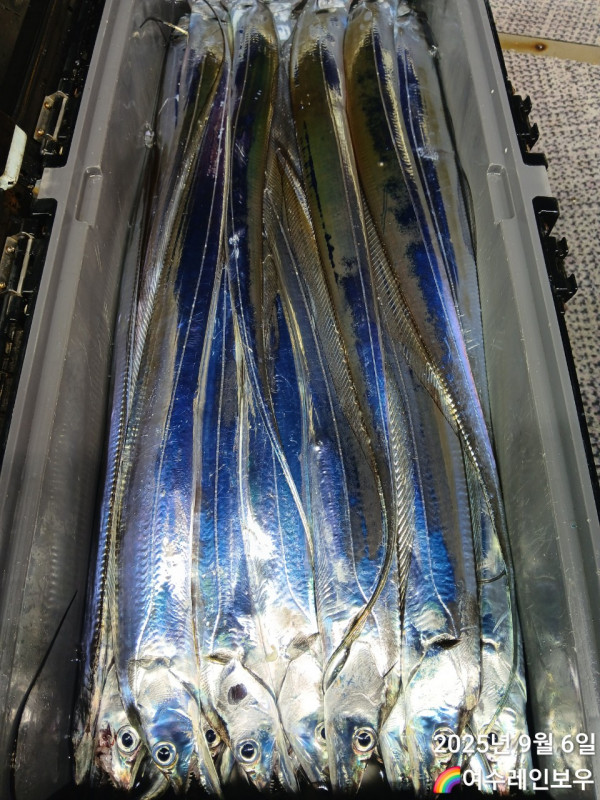 ♡여수레인보우♡갈치_열기_한치_갑오징어__사진_20250906_2.jpg
